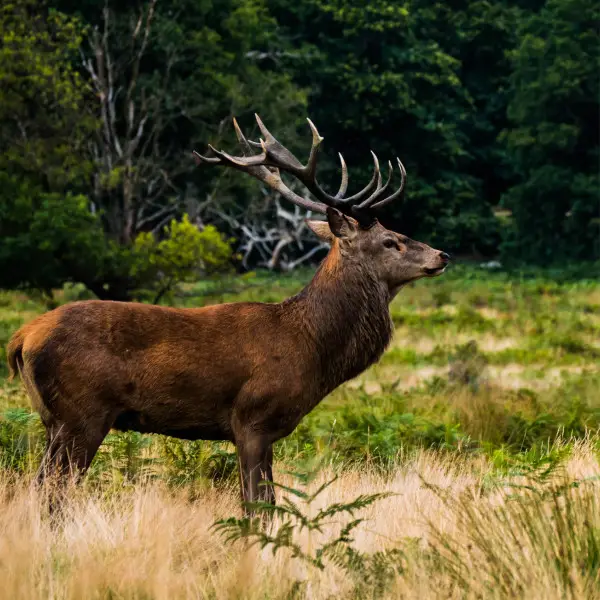Large Deer In The Forest